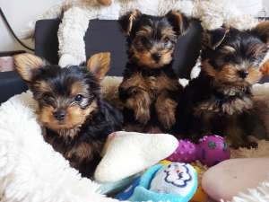 ��������� ����� ������ ������������ ������� ������������ ������ - ����������� 1