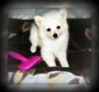 ������� � ����������: ��������� ����� ������� 2 ��� "�������� ����"