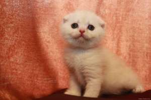 ��������� ����� ������� ������ - ����������� 1