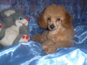 ��������� ����� ����������� � ��� ������. - ����������� 1