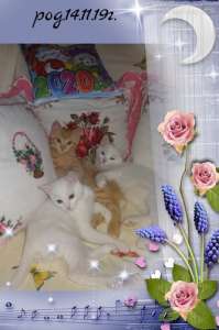 ��������� ������ �� ��� ���� � ����������� - ����������� 1