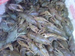 ��������� ������ �� ���������� ������� ��� ������������ ����� - ����������� 1