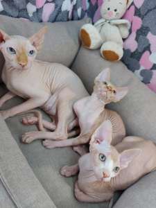 ��������� ������ ������ ��������� ������ ����� �������� ��������� - ����������� 1