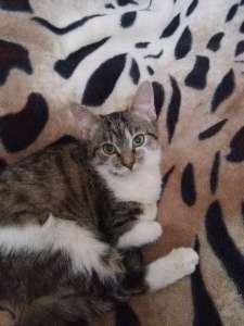 ��������� ������ ������� 4 ������ ���� ���� ��� - ����������� 1