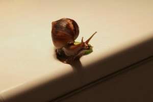 ��������� ������ ������� - ����������� 1