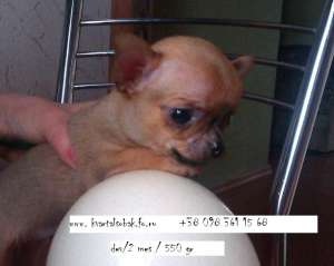 ��������� ������ , �������� ���� ������� - ����������� 1