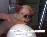 ��������� ������ , �������� ���� ������� - ����������� 1