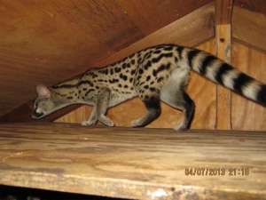 ��������� ������ ��������� ����� (Genetta tigrina) - ����������� 1