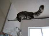 ��������� ������ ��������� ����� (Genetta tigrina) - ����������� 3