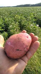 ��������� ������� 2021 - ����������� 1