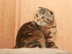 ��������� ������� ���� ������� - ����������� 1