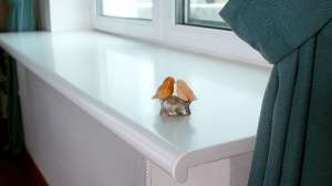 ��������� �������� Estera ������ - ����������� 1