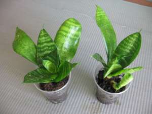 ��������� �������� - ����������� 1