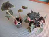 ��������� �������� - ����������� 2