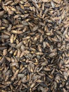 ��������� �������� ����� - ����������� 1