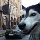 ������� � ����������: ��������� �������� ��������, ����� ��� ��������