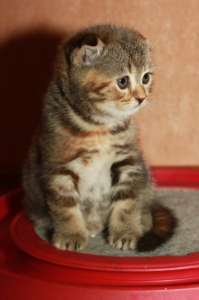 ��������� ��������� ������� - ����������� 1