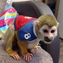 ������� � ����������: ��������� ���������. �������.