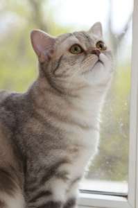 ��������� ����������� ����� - ����������� 1