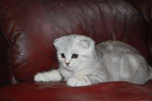 ��������� ����������� ����� - ����������� 1