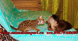 ��������� ����������� ����� � ������ �� �������. - ����������� 1