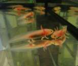 ��������� ����������� ���������. �������� �� ���� ������� - ����������� 3