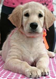 ��������� ������������ ����� - ����������� 1