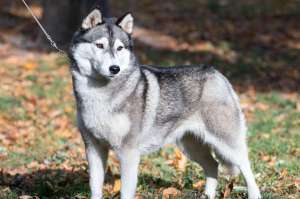 ��������� ������������ ����� - ����������� 1