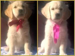 ��������� ������������ ����� - ����������� 1