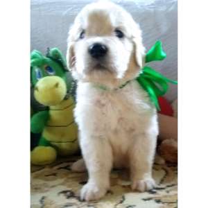 ��������� ������������ ����� - ����������� 1