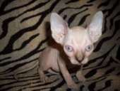 ������� � ����������: ��������� ������������ ��������� �������