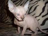 ��������� ������������ ��������� ������� - ����������� 3