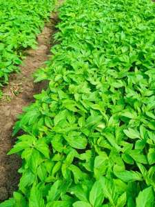 ��������� ������������� ����� - ����������� 1