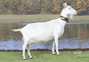 ��������� ������������� �������� ��� � ���� �� ������� - ����������� 1