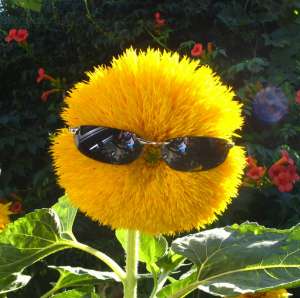 ���������� � ��������� ��������� - ����������� 1