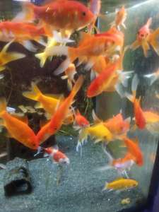 ���������� �� 60 000 ���. ������ ��� ���� - ����������� 1