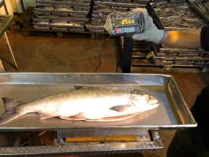 ���������� �� ������� ���� ��� - ����������� 1