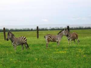 ���������� ��� ������� ���� �� �����, ��� �������-���� �� ����� �� ������� ���������, ��� ������� ���� �� 9 ��� - ����������� 1