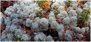 ���������� ��� �������� - ����������� 1