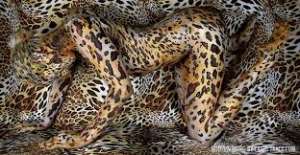 ���������� ��� ��������� ������ - ����������� 1