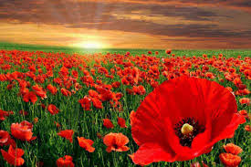 ���������� ����. �������� ����. ���������� ������ ���� - ����������� 1