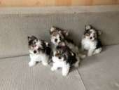 ������� � ����������: ���������� �����