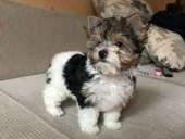 ���������� ����� - ����������� 3