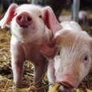 ������� � ����������: ���������� ����� � ������������