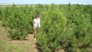 ���������� ����� ��� �� ������ - ����������� 1