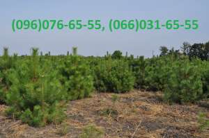 ���������� ����� ���� ��� 2015 - ����������� 1