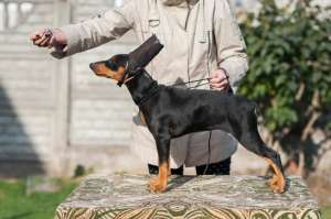 ���������� ����� ��������� ������� - ����������� 1