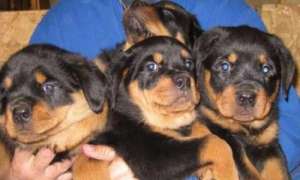 ���������� ����� ���������� � ����� � ������� - ����������� 1