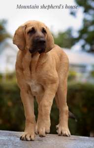 ���������� ����� ���������� ������� � ����������� ��� FCI. - ����������� 1