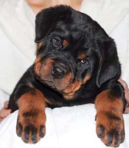 ���������� ������ - ����������� 1